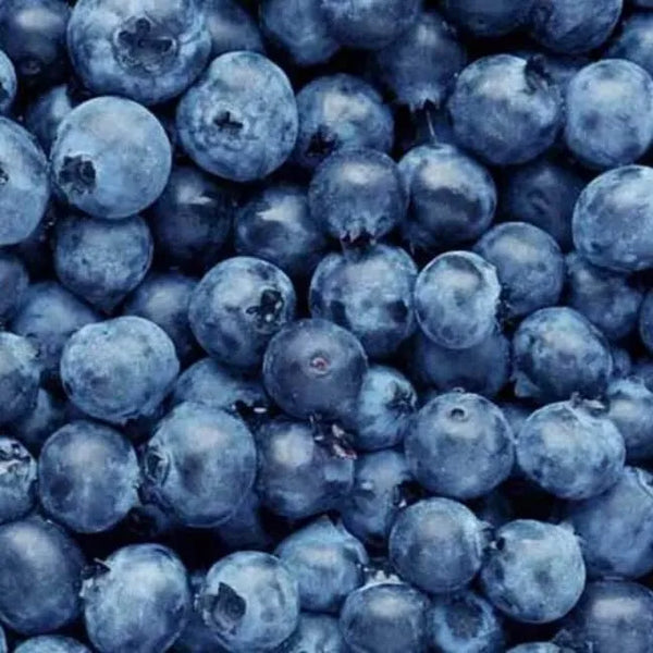 Blueberries – Frozen