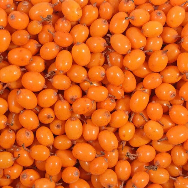 Sea Buckthron – Frozen